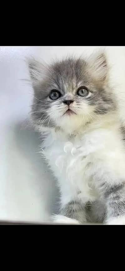 white Persian kitten|Triple long coated|punch Face|Blue Eyes kittens