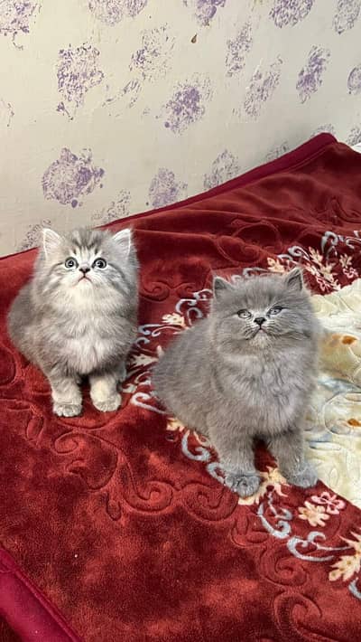 Cat Persian Persian kittens Blue eyes long hair 03/40\58/786\97^⁠_⁠^