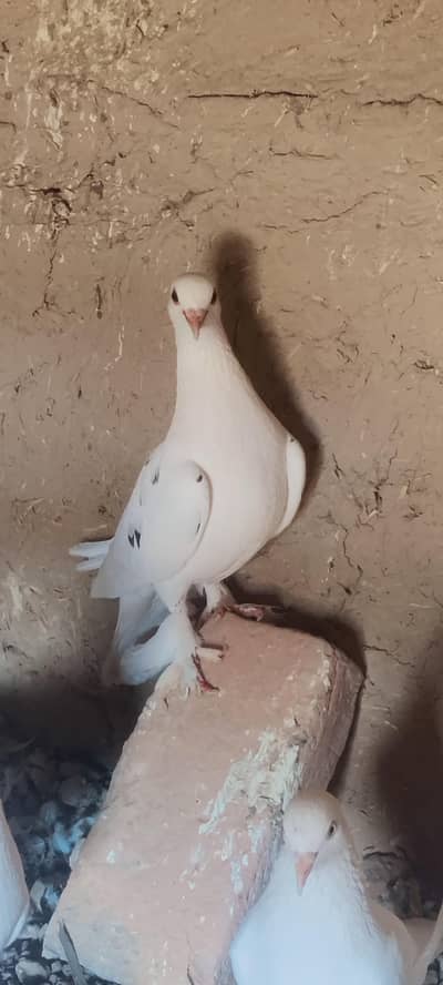 beautiful pair of sherazi for sall whatasap number 03021981604