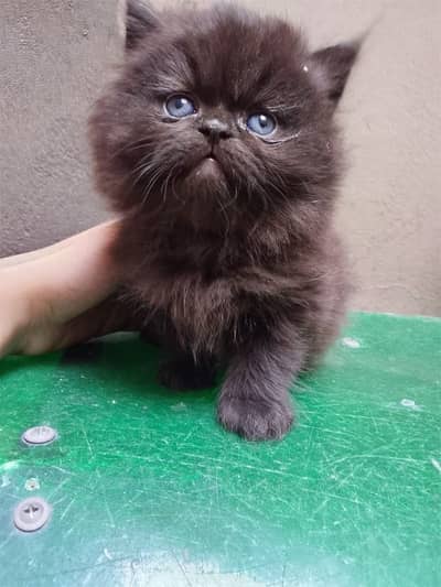 dark brown Persian female kitten,triple cotted,final price 15k