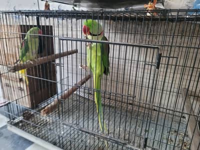 RAW PERROT FOR SALE
