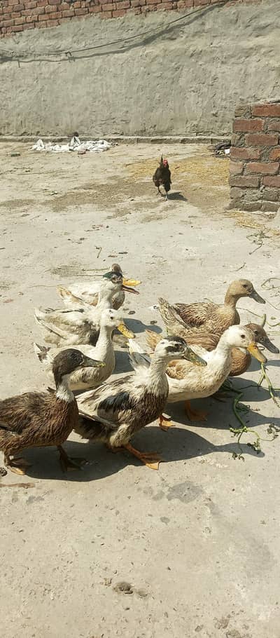 Dukes for sell anda da Rahi haen sab