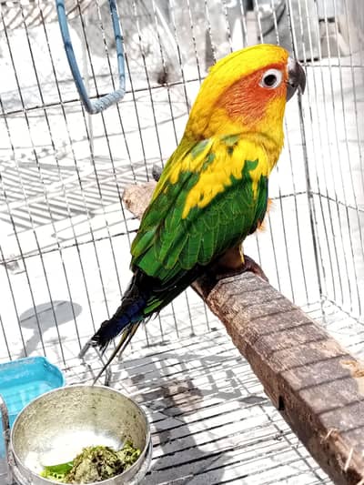 Sun conure for sale