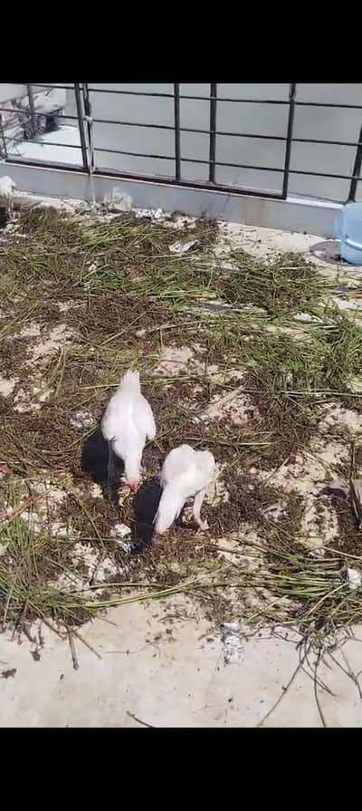 papper white heera seel trio