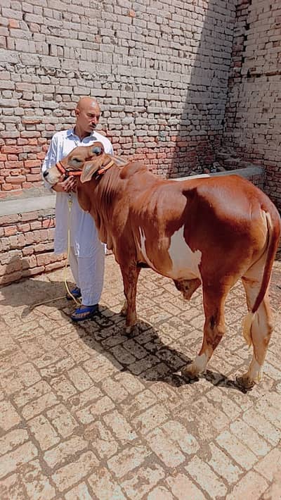 bachra / cow / Wacha / bulls /گائے