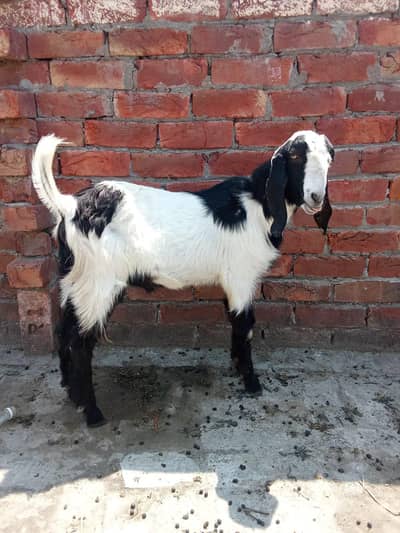 Bakra for sale 0321/4343/788