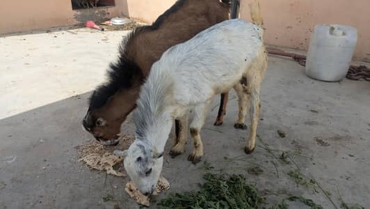 TEDDY Bakara jodi one brown and one is white