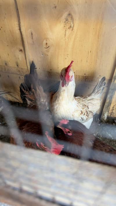 MISRI MURGI & ASEEL MURGI & CHUZAY