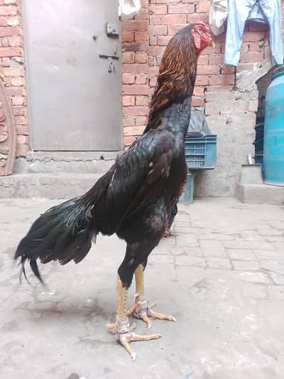 Black Shaamoo Male young male