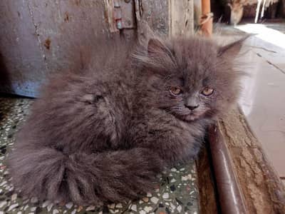 Persian kitten for sale