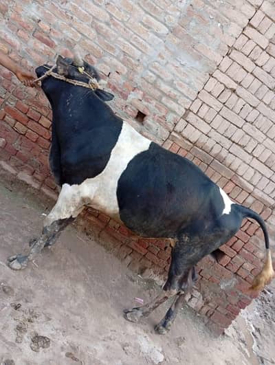 Cow for Sale