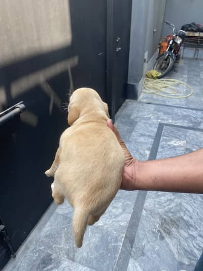 Labrador puppy non pedigree 25 days old