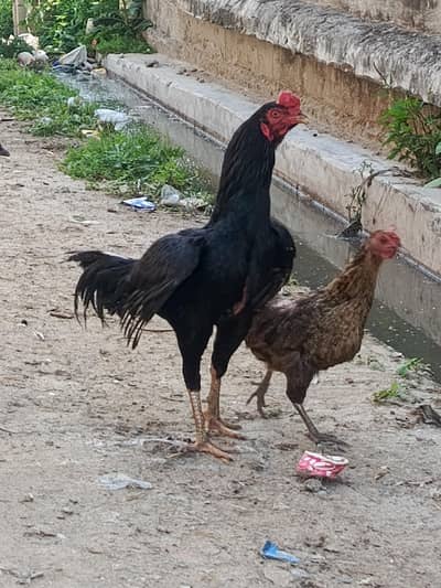 1 murga hi sell karna hai