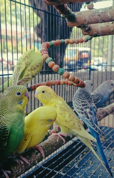 Budgie parrots available at reasonable price. . .