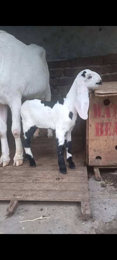 Goat | Female | Bakri | Beetal