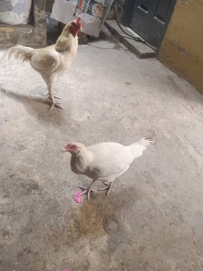 Fresh Desi Hens for Sale