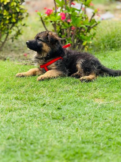 German Shepherd puppy