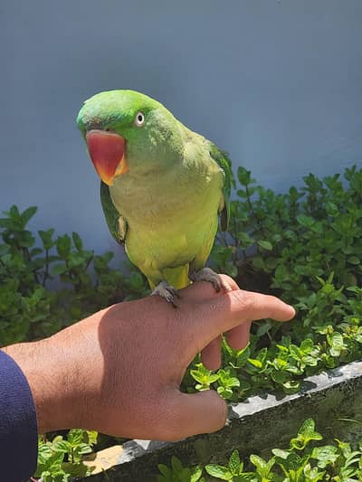 hand tame female