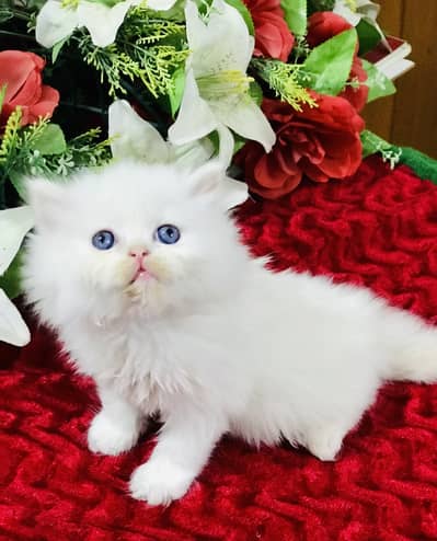 Persian kitten