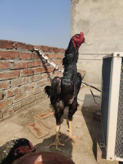 Shamo chicks available