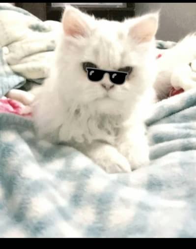 perssian cat pure bread vaccination ok