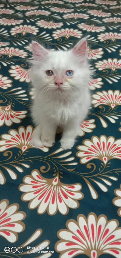 Persian Semi Punch Pure White Female Kitten Available In Okara City