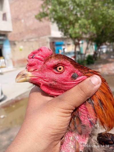 Aseel Burmi cross panes male for sale