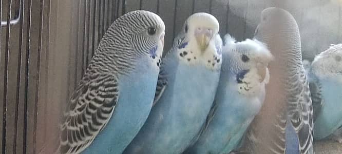 Black Wing-Hogo-Cockteil-Love Bird-Bajri