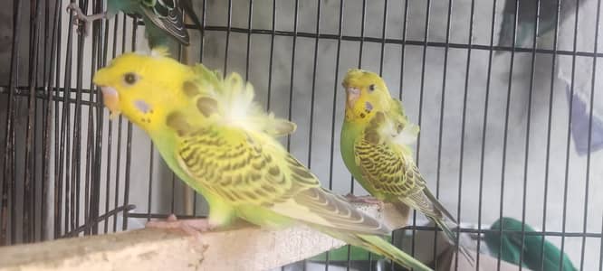 Black Wing-Hogo-Cockteil-Love Bird-Bajri