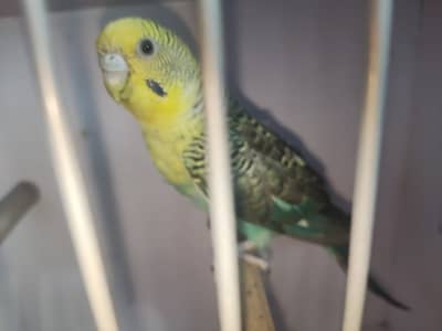 Black Wing-Hogo-Cockteil-Love Bird-Bajri