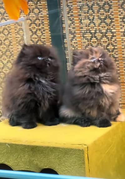 Cat Persian Persian kittens Blue eyes long hair 03/40\58/786\97}⁠:⁠‑⁠)