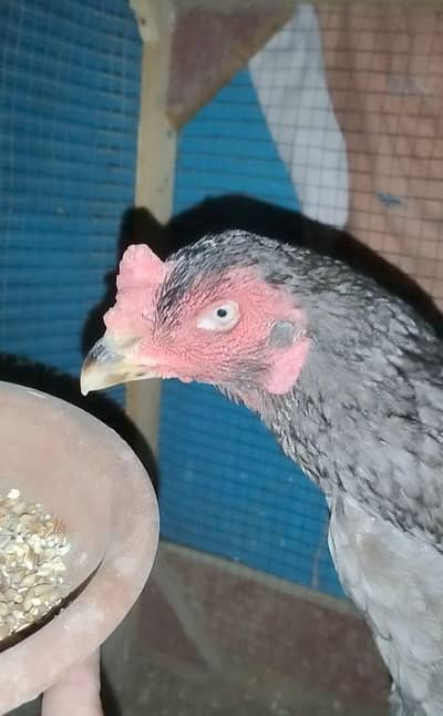 Aseel Saleti Murgi/Murghi