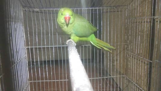 sell kar na aik he price Par final 9 hazar