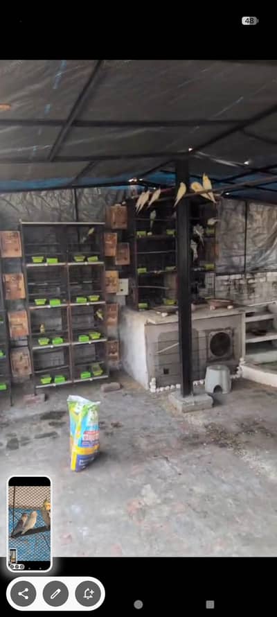 Love Birds Mix & Pathy & Cockatiels Available | Breeder | Lahore