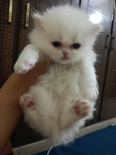 female kitten sale ky leay ha