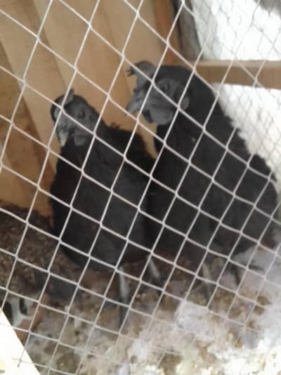 pure ayam cemani breed