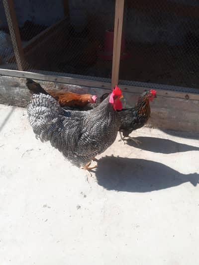 Plymouth heritage male