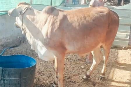 2 Daant Bachri Available for sale