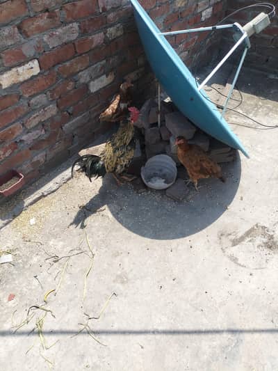 sab k sab 1 sal k hy sab sale k liye hy