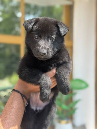 Black german Sheperd Gsd