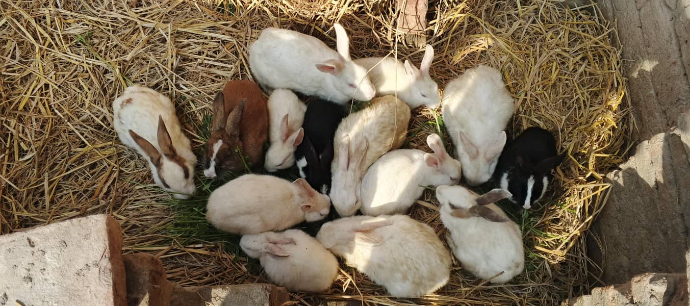 خرگوش سیل کرنی ہے ایک پیسسا700 کا ہوگا 2