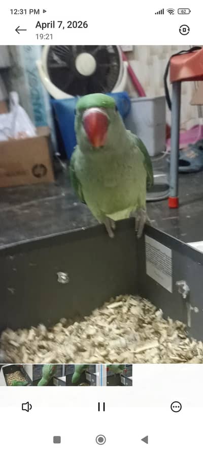 Kashmiri raw male jumbo size self feed