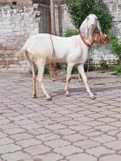 pour Rajan puri gabban path03141446467