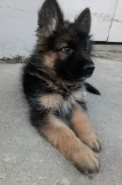 German shepherd puppy |Long coat puppies |Gsd puppy |