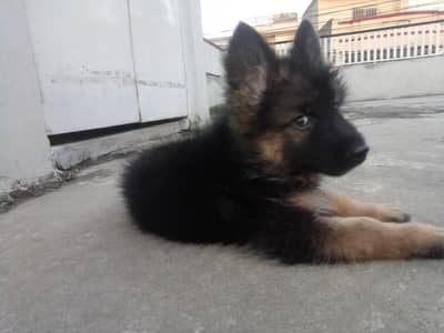 German shepherd puppies |Long coat puppies |Gsd dog |quality puppy