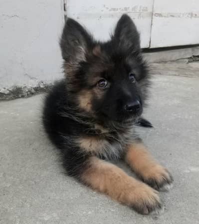 German shepherd puppies |Long coat puppies |Gsd dog |quality puppy