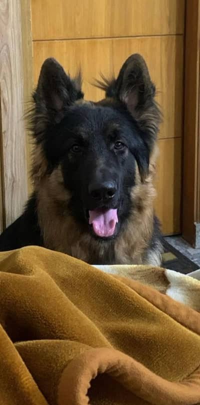 Top Quality German Shepherd (King Size) Available for Stud