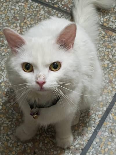 persion cat for sale