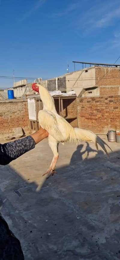 pure mianwali /high quality/white paper Male / white king size Aseel