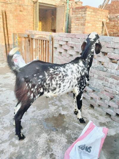 qurbani wala Bakra 03224050199
